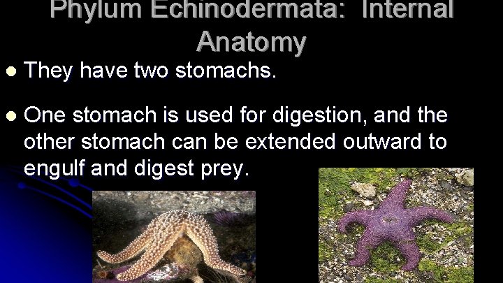 Phylum Echinodermata: Internal Anatomy l They have two stomachs. l One stomach is used