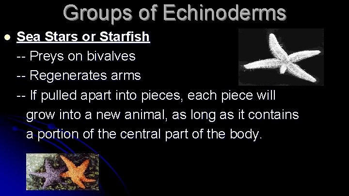 Groups of Echinoderms l Sea Stars or Starfish -- Preys on bivalves -- Regenerates