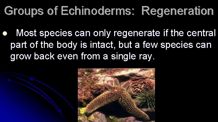 Groups of Echinoderms: Regeneration l Most species can only regenerate if the central part