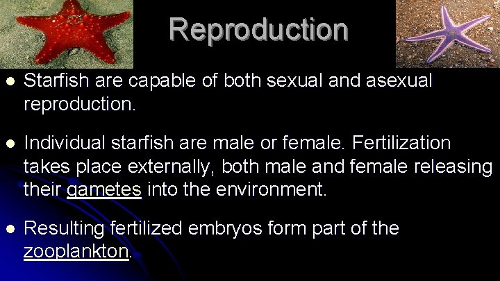 Reproduction l Starfish are capable of both sexual and asexual reproduction. l Individual starfish