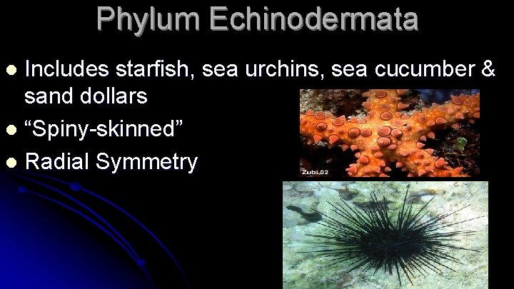 Phylum Echinodermata Includes starfish, sea urchins, sea cucumber & sand dollars l “Spiny-skinned” l