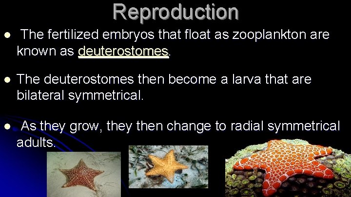 Reproduction l The fertilized embryos that float as zooplankton are known as deuterostomes. l