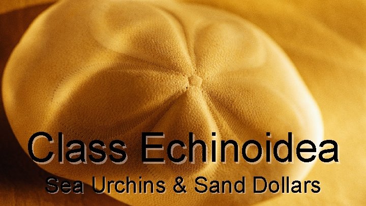 Class Echinoidea Sea Urchins & Sand Dollars Class Echinoidea Sea Urchins & Sand Dollars