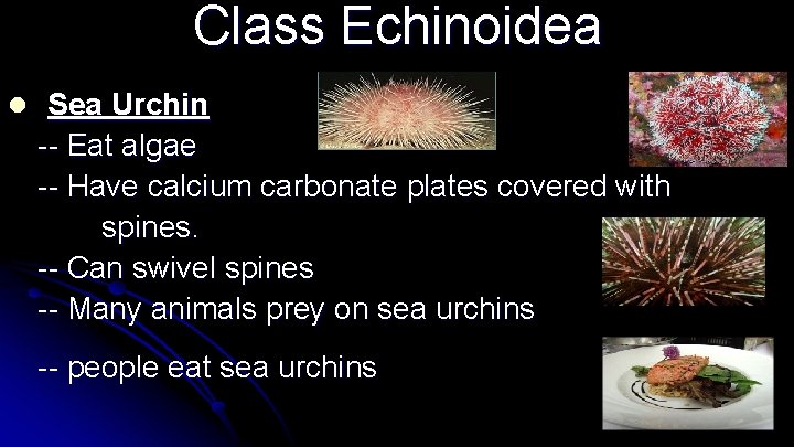 Class Echinoidea l Sea Urchin -- Eat algae -- Have calcium carbonate plates covered