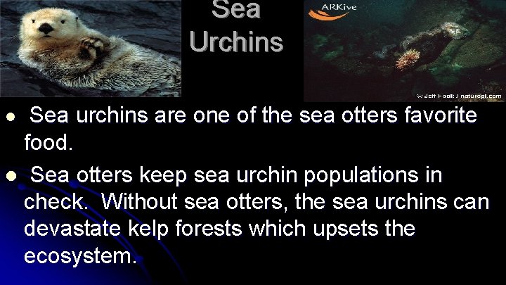 Sea Urchins Sea urchins are one of the sea otters favorite food. l Sea