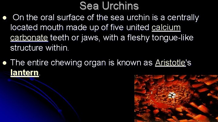 Sea Urchins l On the oral surface of the sea urchin is a centrally