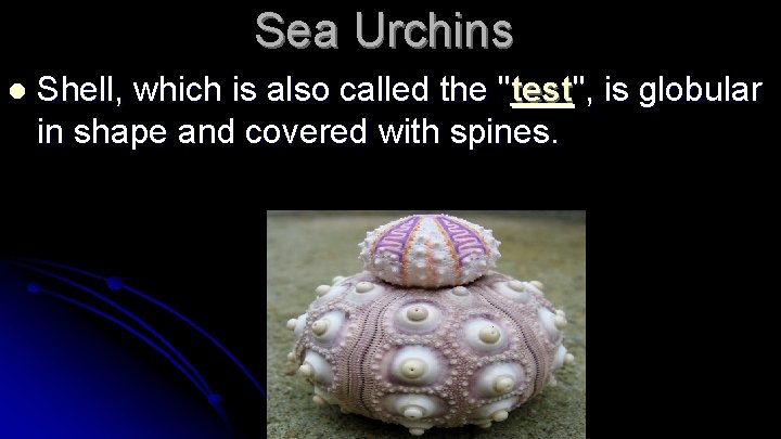 Sea Urchins l Shell, which is also called the "test", is globular in shape