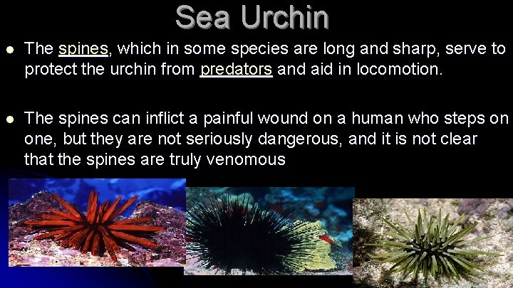 Sea Urchin l The spines, which in some species are long and sharp, serve