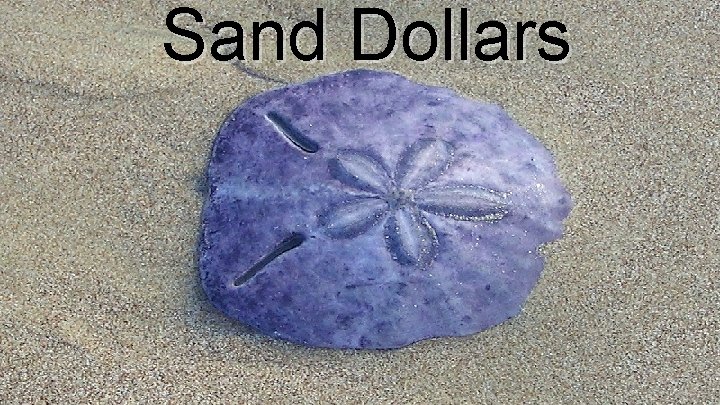 Sand Dollars 