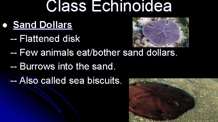 Class Echinoidea l Sand Dollars -- Flattened disk -- Few animals eat/bother sand dollars.
