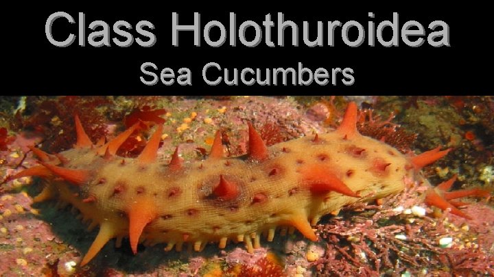 Class Holothuroidea Sea Cucumbers 