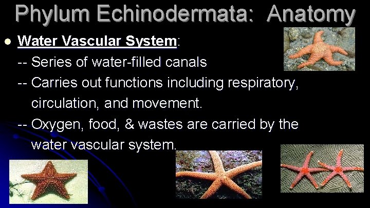 Phylum Echinodermata: Anatomy l Water Vascular System: -- Series of water-filled canals -- Carries