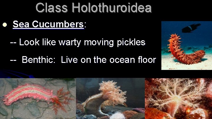 Class Holothuroidea l Sea Cucumbers: -- Look like warty moving pickles -- Benthic: Live