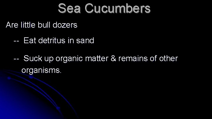 Sea Cucumbers Are little bull dozers -- Eat detritus in sand -- Suck up