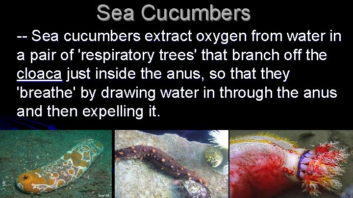 Sea Cucumbers -- Sea cucumbers extract oxygen from water in a pair of 'respiratory