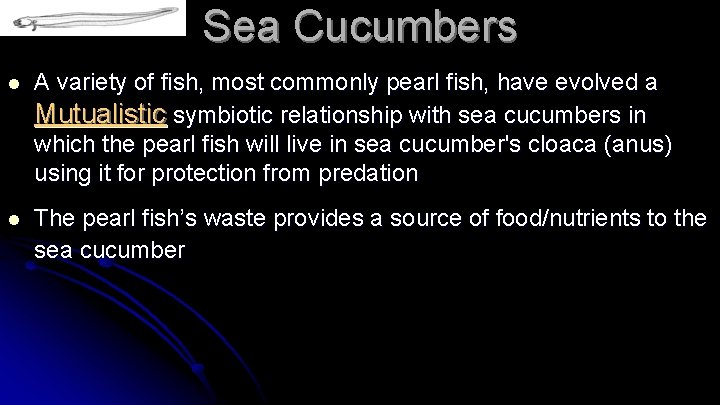 Sea Cucumbers l A variety of fish, most commonly pearl fish, have evolved a