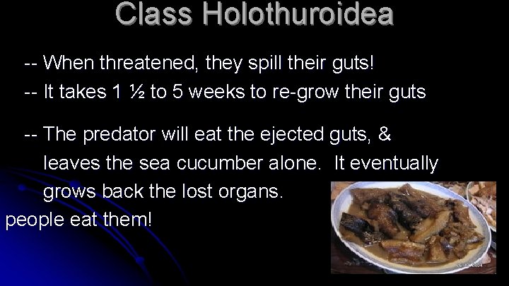 Class Holothuroidea -- When threatened, they spill their guts! -- It takes 1 ½