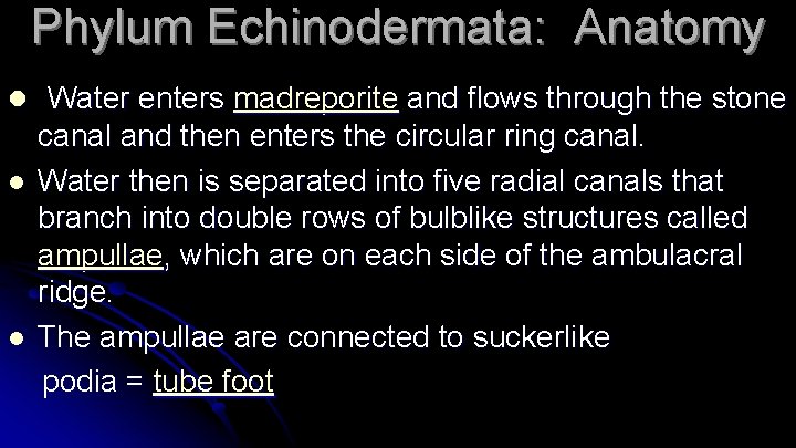 Phylum Echinodermata: Anatomy l Water enters madreporite and flows through the stone l l