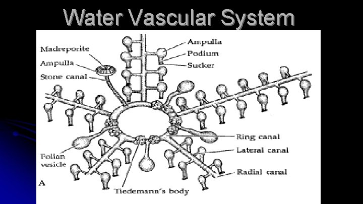 Water Vascular System 