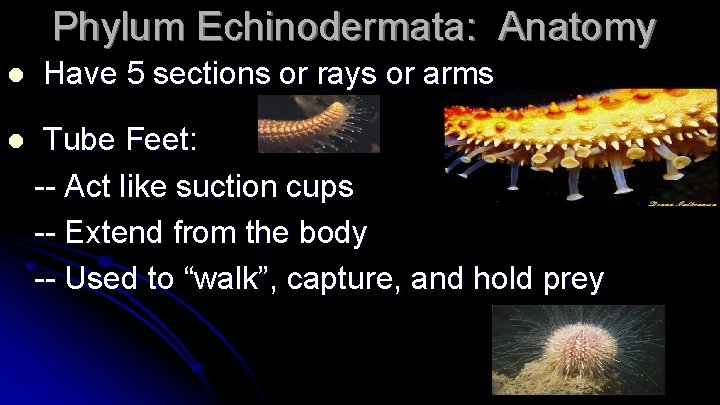 Phylum Echinodermata: Anatomy l l Have 5 sections or rays or arms Tube Feet: