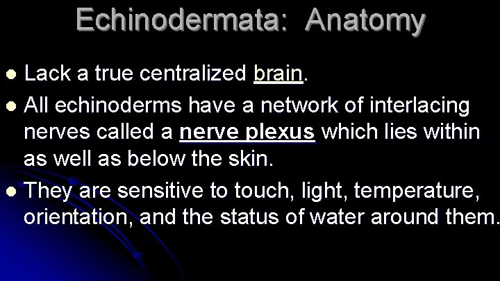 Echinodermata: Anatomy Lack a true centralized brain. l All echinoderms have a network of