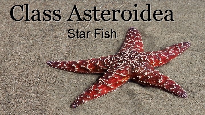 Class Asteroidea Star Fish 