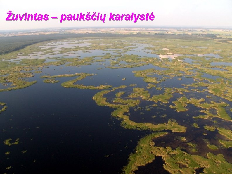 Žuvintas – paukščių karalystė 