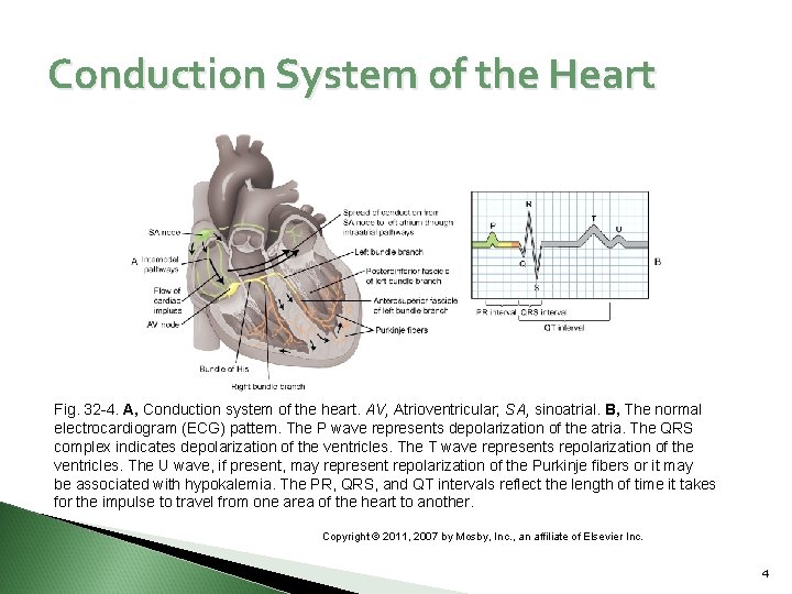 Conduction System of the Heart Fig. 32 -4. A, Conduction system of the heart.
