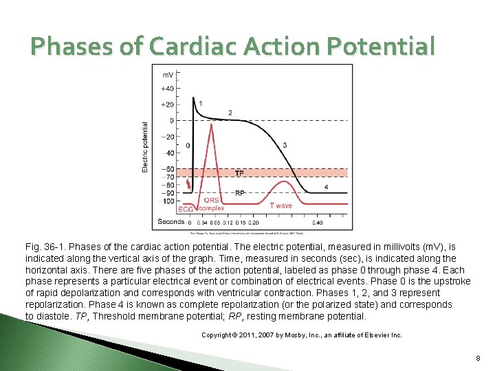 Phases of Cardiac Action Potential Fig. 36 -1. Phases of the cardiac action potential.