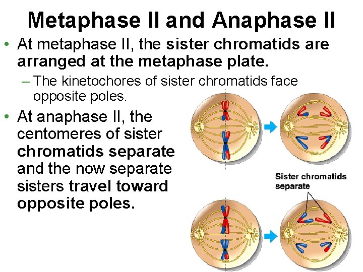 Metaphase II and Anaphase II • At metaphase II, the sister chromatids are arranged