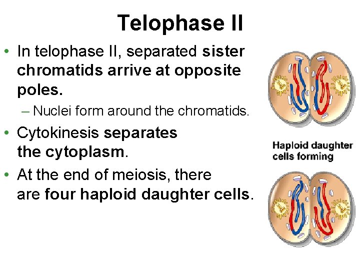 Telophase II • In telophase II, separated sister chromatids arrive at opposite poles. –