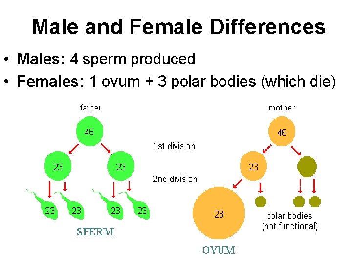 Male and Female Differences • Males: 4 sperm produced • Females: 1 ovum +