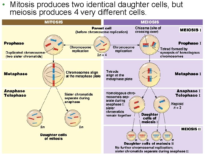  • Mitosis produces two identical daughter cells, but meiosis produces 4 very different