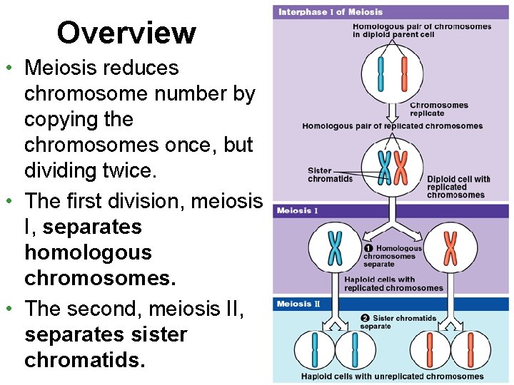 Overview • Meiosis reduces chromosome number by copying the chromosomes once, but dividing twice.