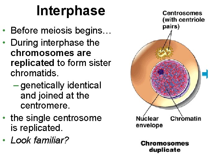 Interphase • Before meiosis begins… • During interphase the chromosomes are replicated to form