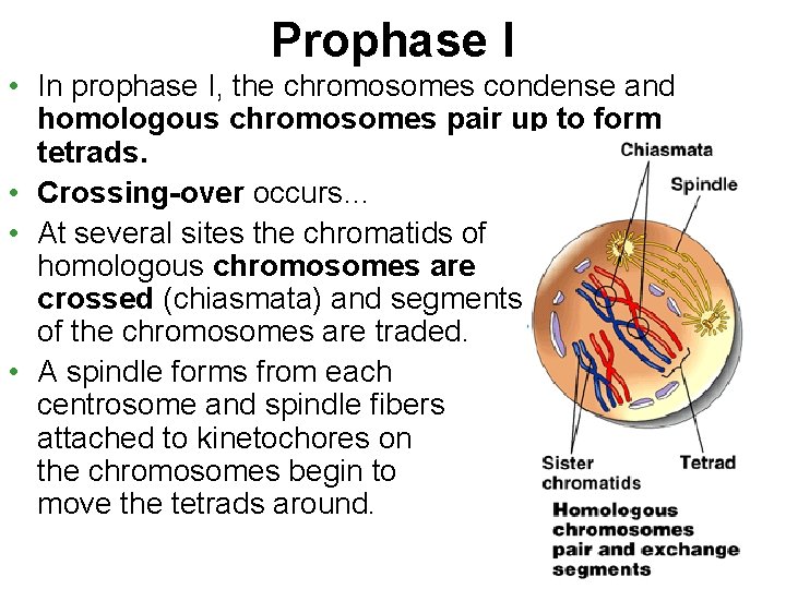 Prophase I • In prophase I, the chromosomes condense and homologous chromosomes pair up