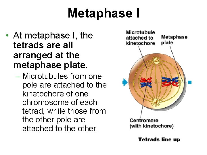 Metaphase I • At metaphase I, the tetrads are all arranged at the metaphase