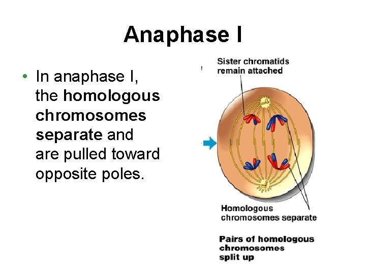 Anaphase I • In anaphase I, the homologous chromosomes separate and are pulled toward