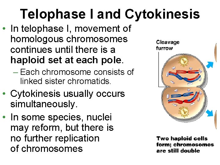 Telophase I and Cytokinesis • In telophase I, movement of homologous chromosomes continues until