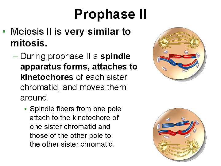 Prophase II • Meiosis II is very similar to mitosis. – During prophase II