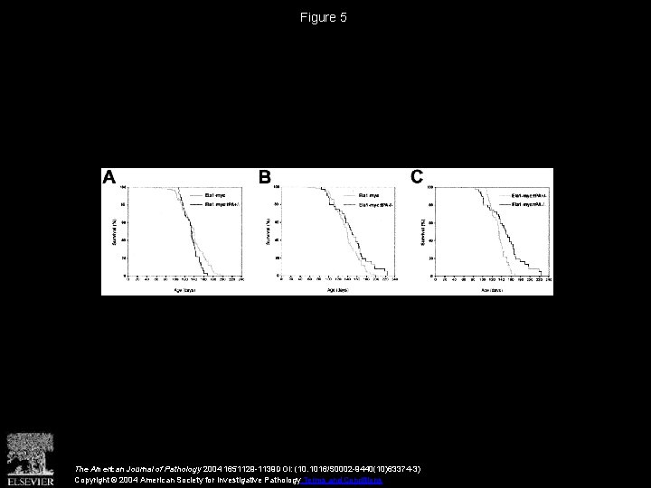 Figure 5 The American Journal of Pathology 2004 1651129 -1139 DOI: (10. 1016/S 0002