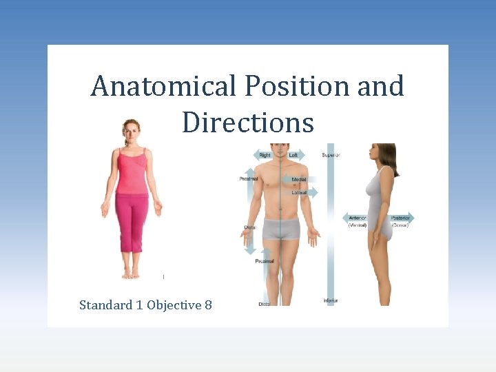 Anatomical Position and Directions Standard 1 Objective 8 
