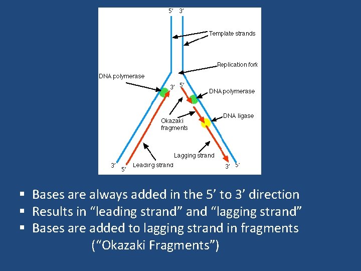§ Bases are always added in the 5’ to 3’ direction § Results in