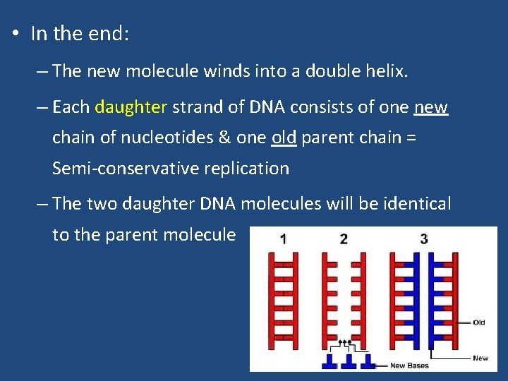  • In the end: – The new molecule winds into a double helix.