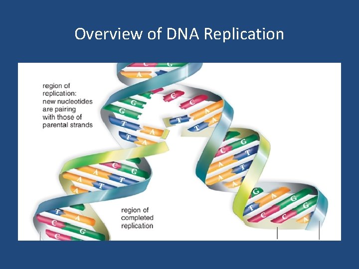 Overview of DNA Replication 