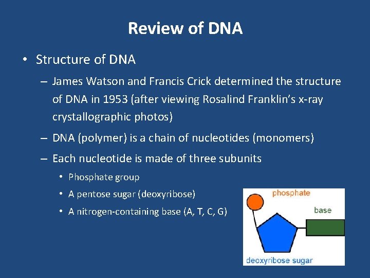Review of DNA • Structure of DNA – James Watson and Francis Crick determined
