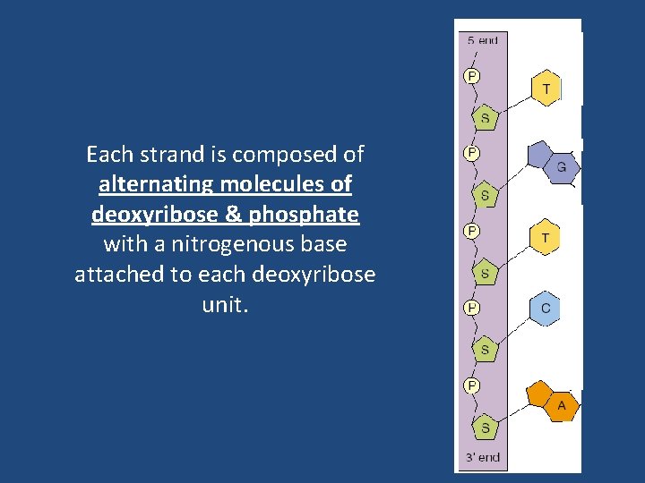 Each strand is composed of alternating molecules of deoxyribose & phosphate with a nitrogenous