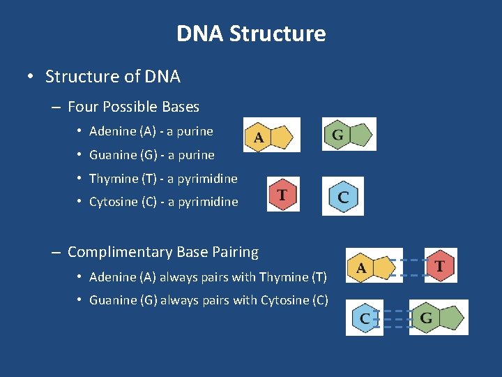 DNA Structure • Structure of DNA – Four Possible Bases • Adenine (A) -