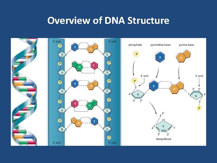 Overview of DNA Structure 