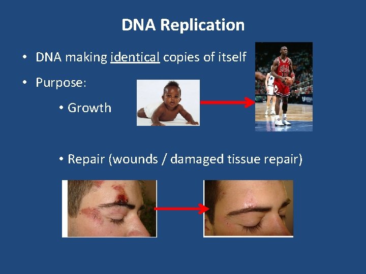 DNA Replication • DNA making identical copies of itself • Purpose: • Growth •